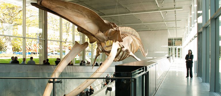 Beaty museum whale - OMCOS 2021